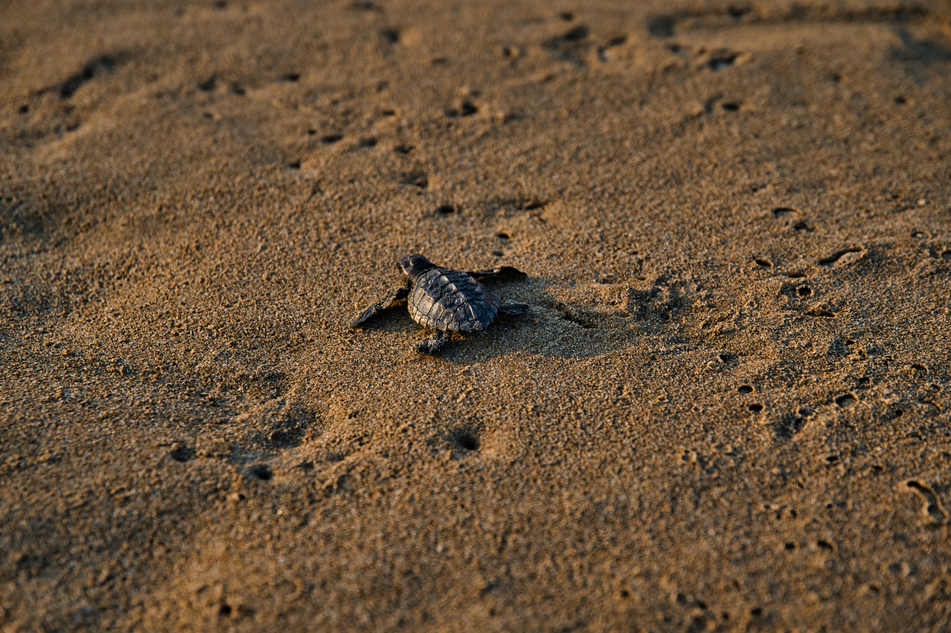 Parques nacionales de Costa Rica: El Tortuguero