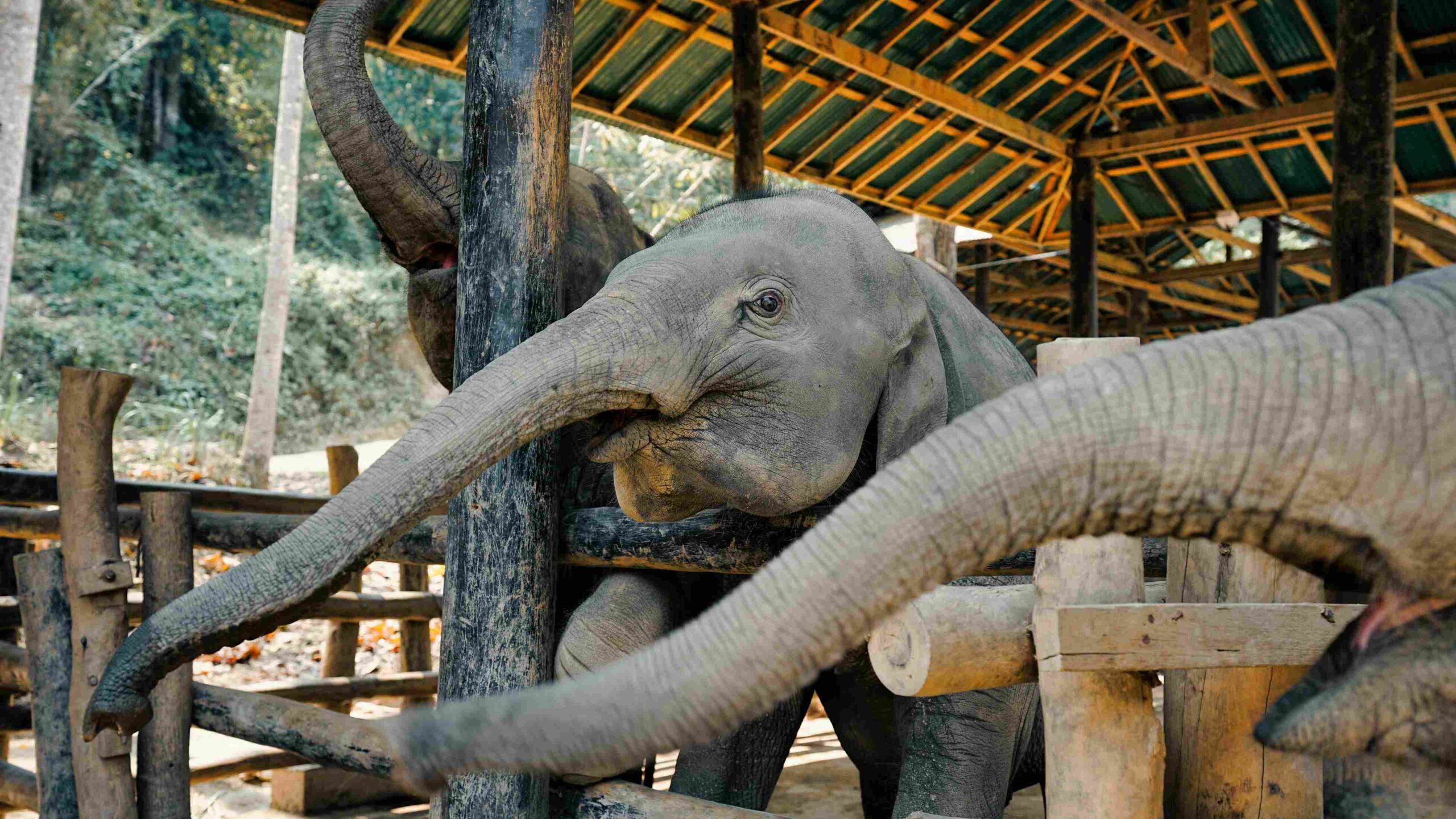 Santuario de elefantes