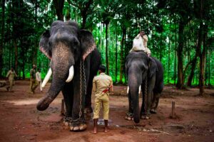 Lo que no te cuentan sobre los santuarios de elefantes en Tailandia